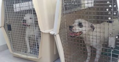 11 perros fueron rescatados en Villa del Parque