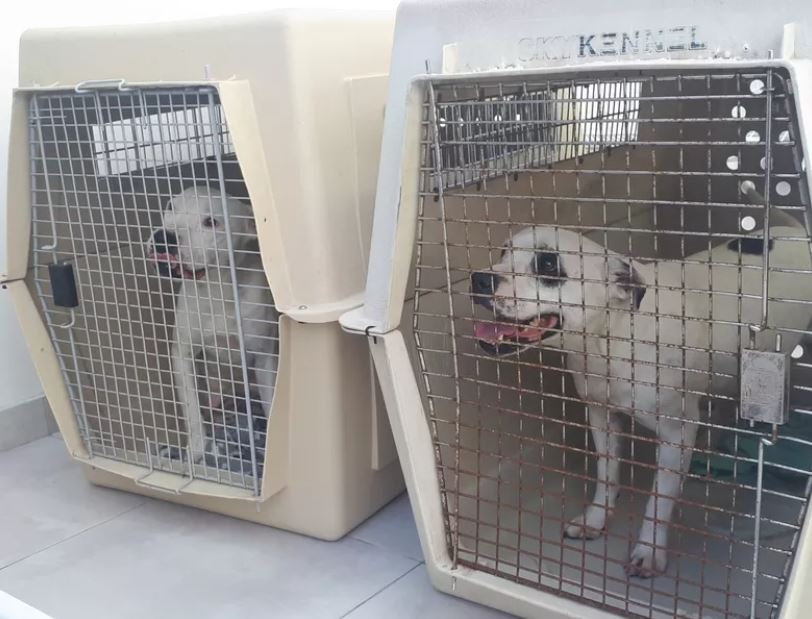 11 perros fueron rescatados en Villa del Parque