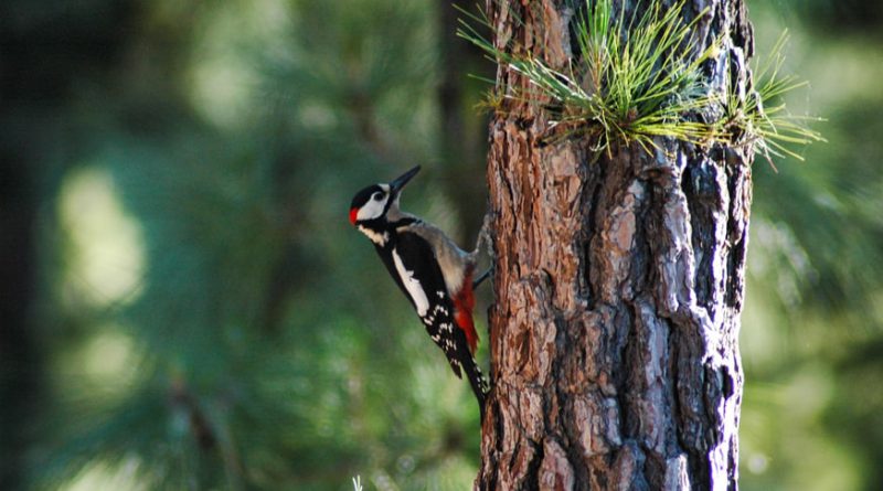 Cada vez más aves rurales migran hacia las ciudades
