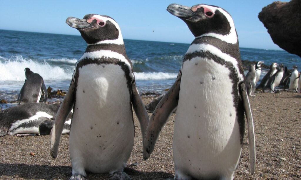 Preocupación por la muerte de pingüinos en Argentina