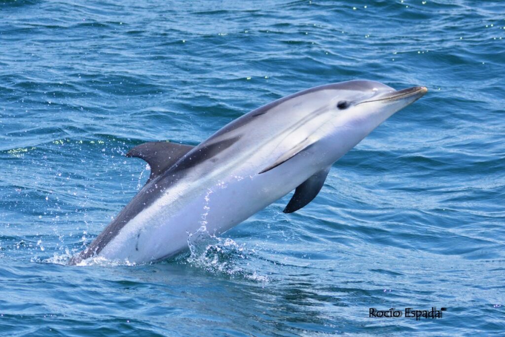 Delfines