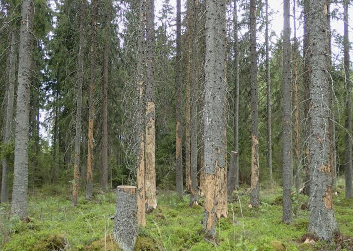 Bosques boreales