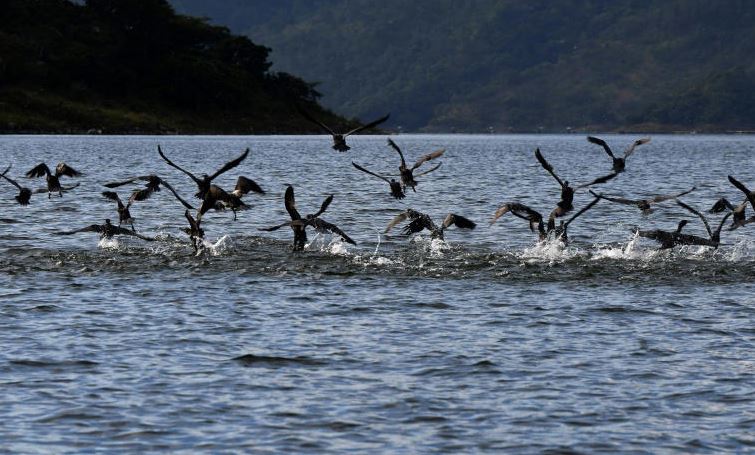 Cormoranes