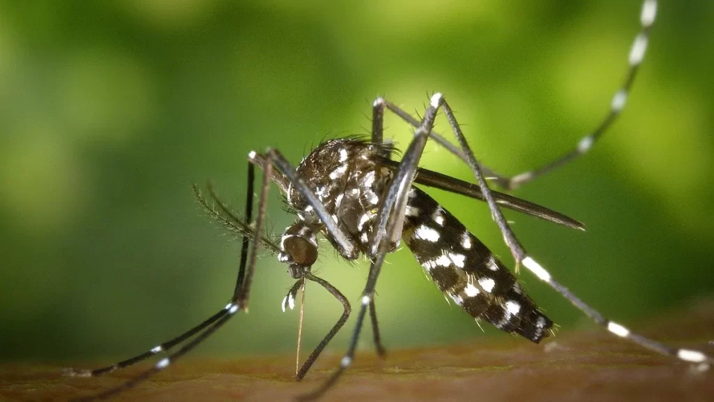 Dengue