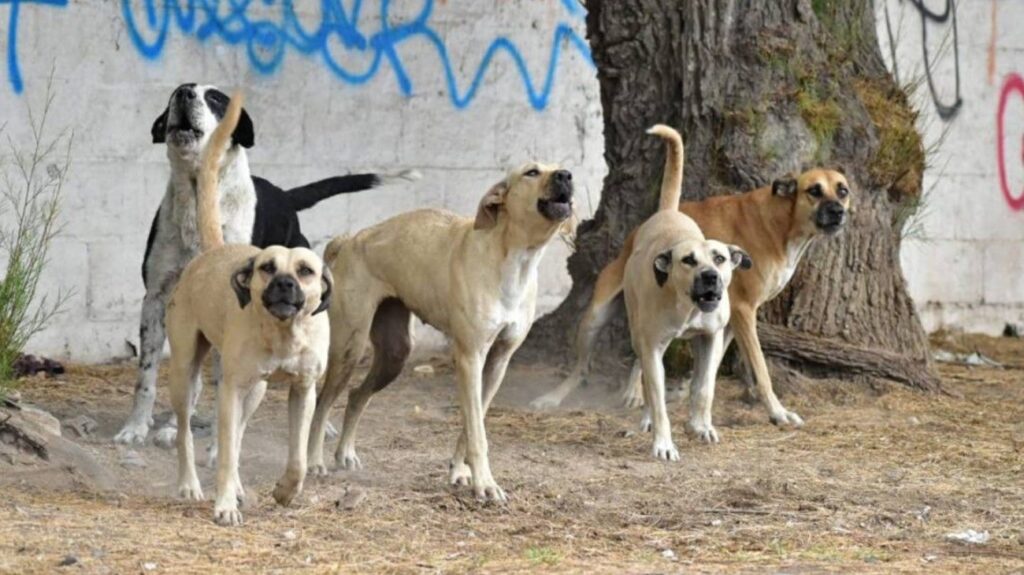 perros-domesticos-que-se-vuelven-agresivos-1311670