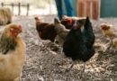 Gripe aviar: confinaron todas las aves de corral en España ante el riesgo de contagio