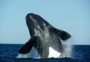 Chubut: investigan cientos de muertes de crías de ballenas